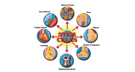 Potencialidades de células madre